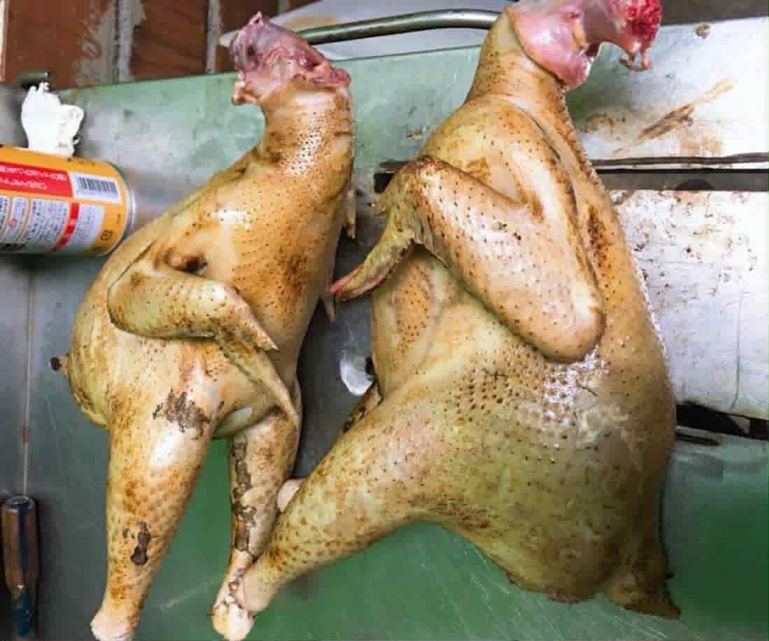 gà trống chọi thui